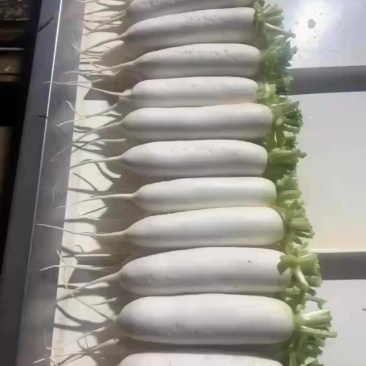 白萝卜大量上市中
