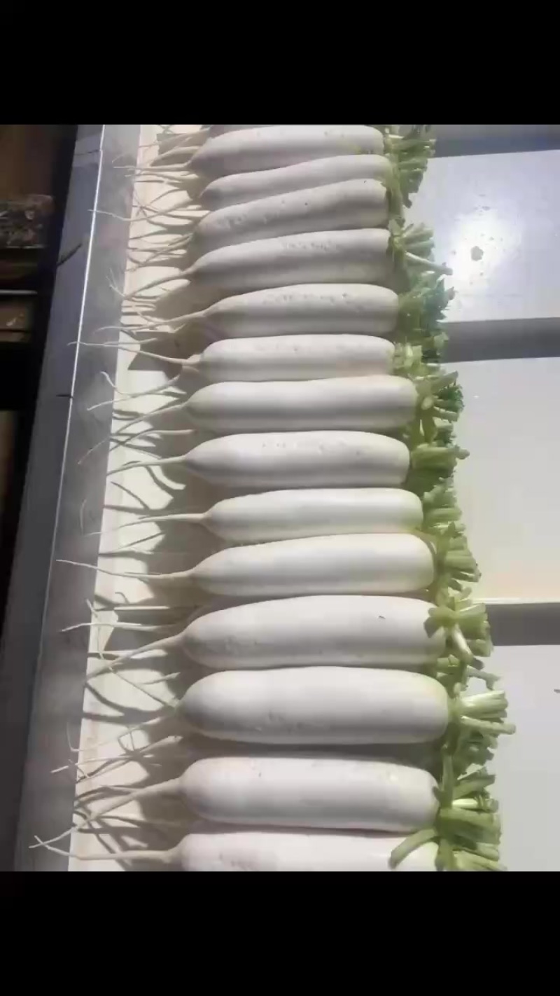 白萝卜大量上市中