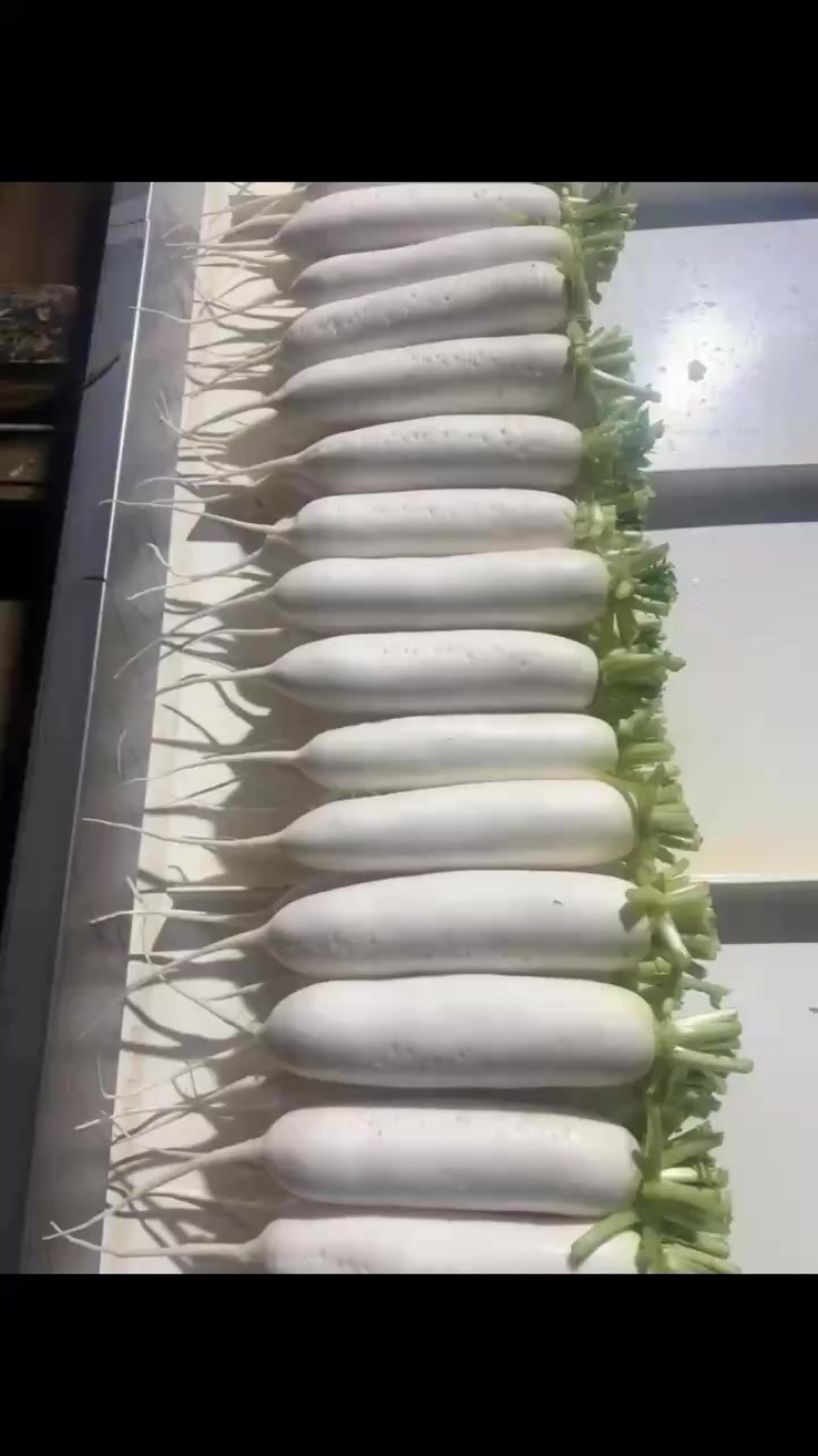 白萝卜大量上市中