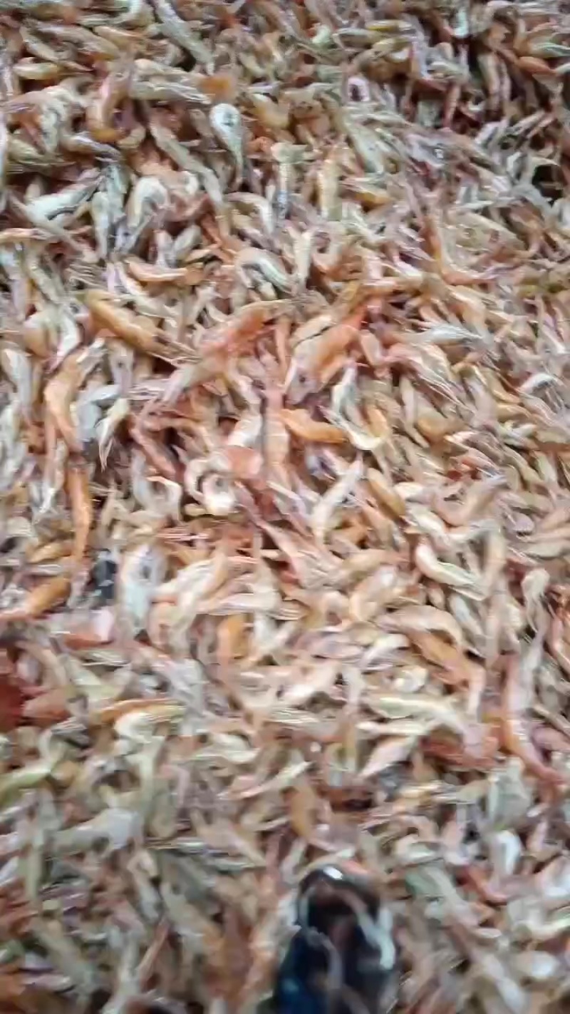 烘烤河虾，十成干质量好