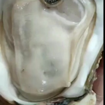 湛江白蚝，正宗白蚝通货