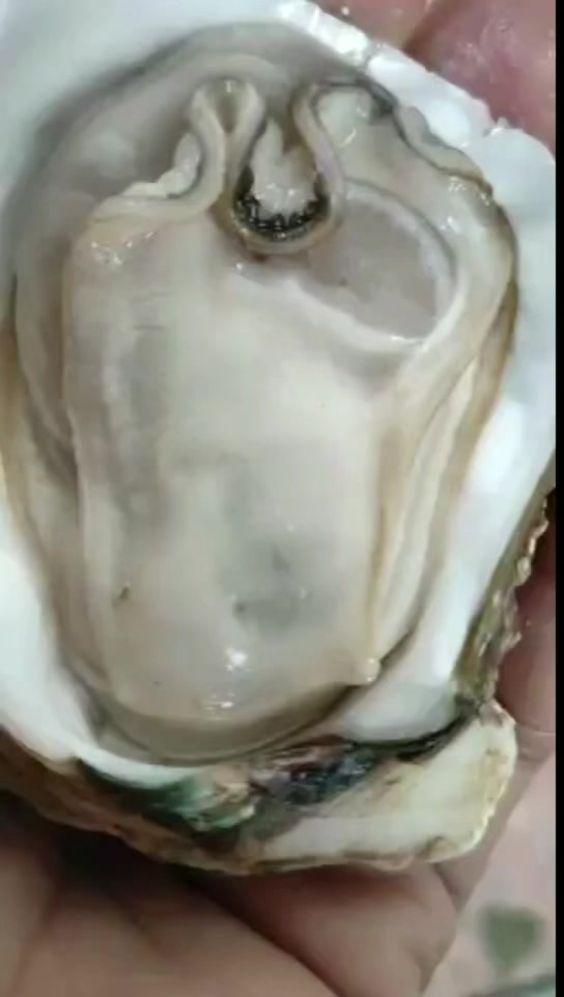 湛江白蚝，正宗白蚝通货