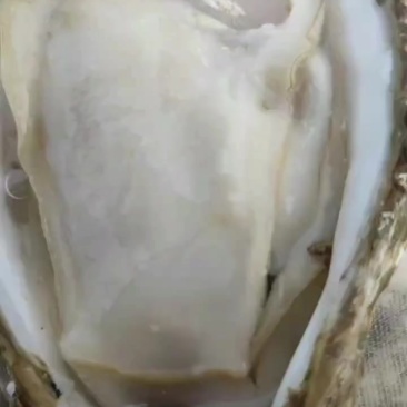 正宗湛江生蚝，白蚝，通货