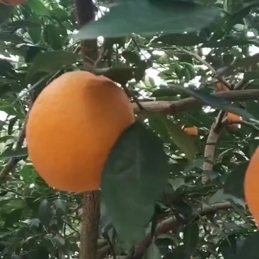 脐橙