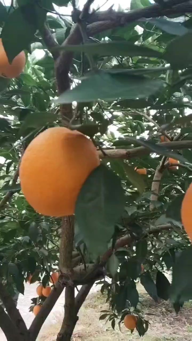 脐橙