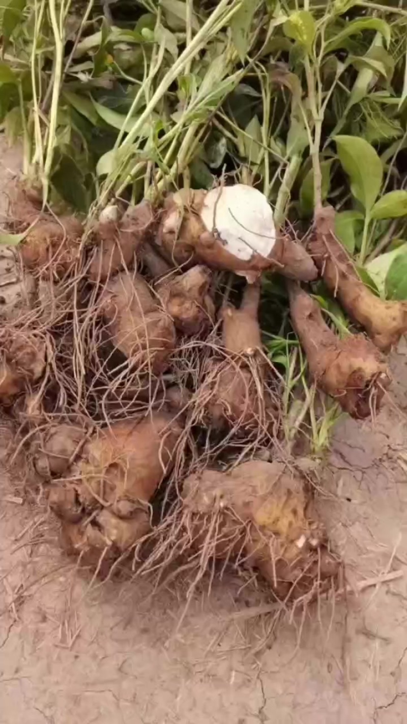 白术芽