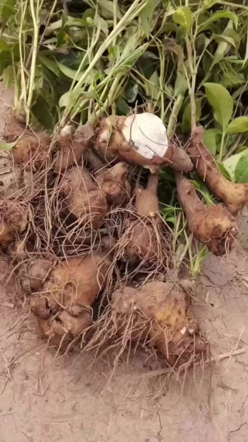 白术芽