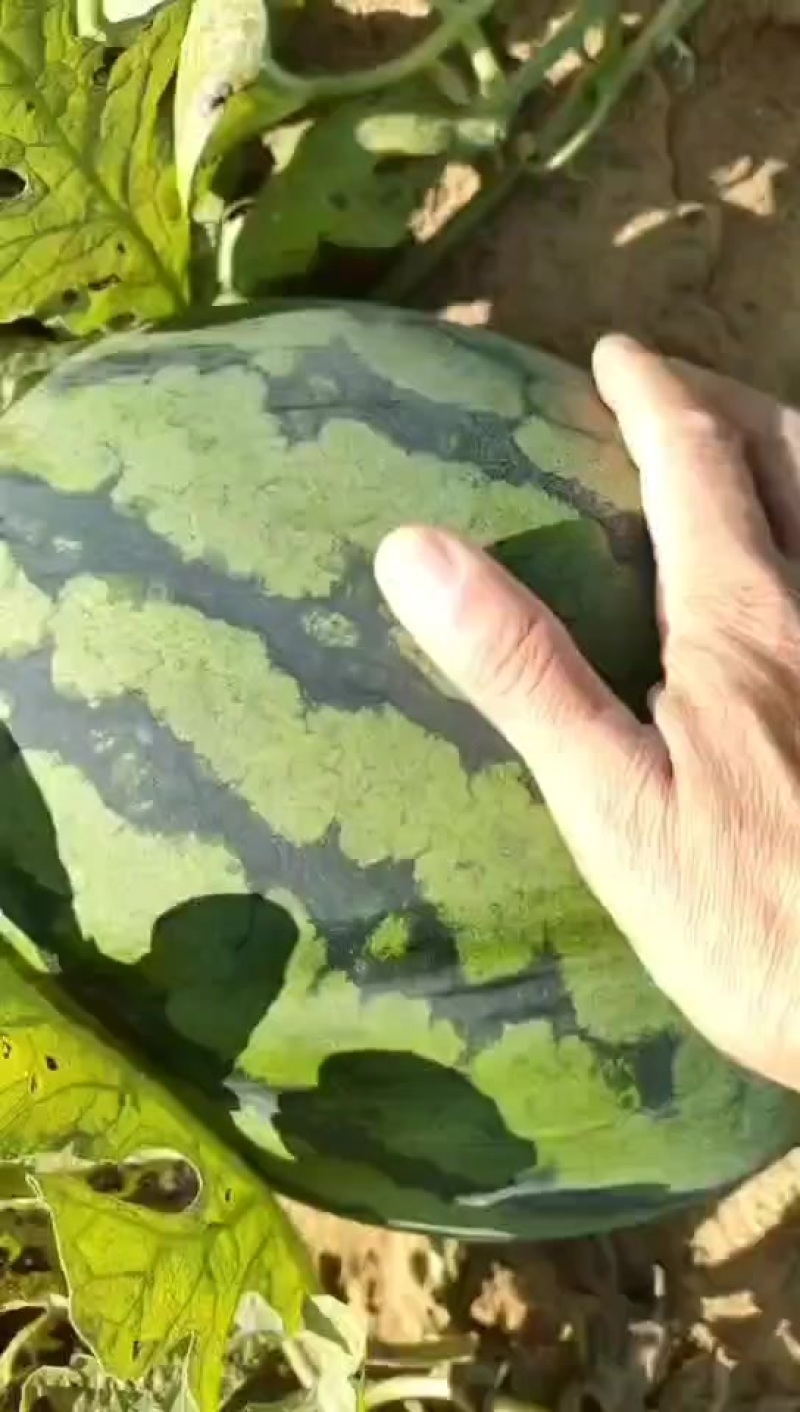 西瓜