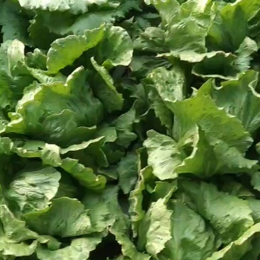 暖棚结球生菜大量上市
