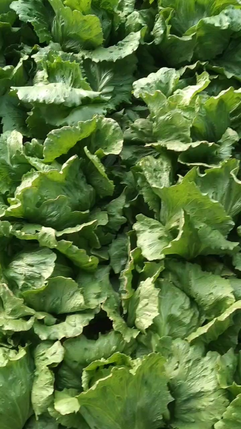 暖棚结球生菜大量上市