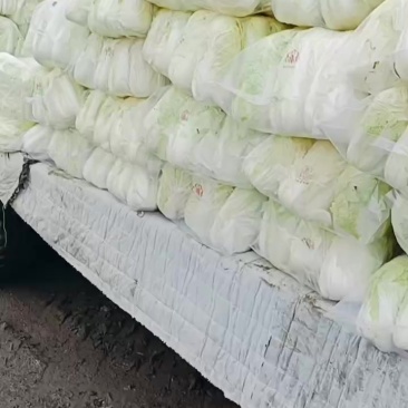 精品娃娃菜货源充足。