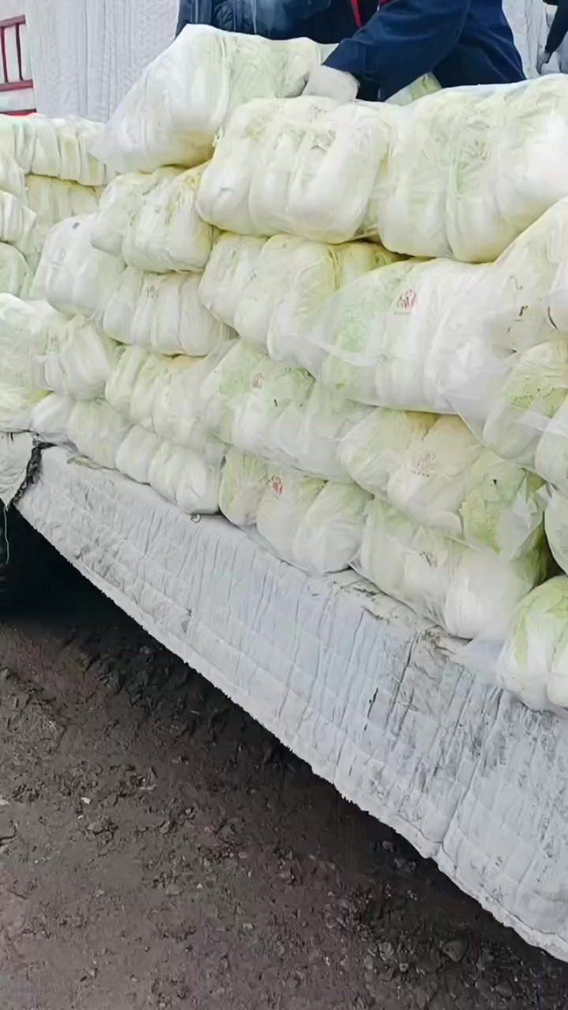 精品娃娃菜货源充足。