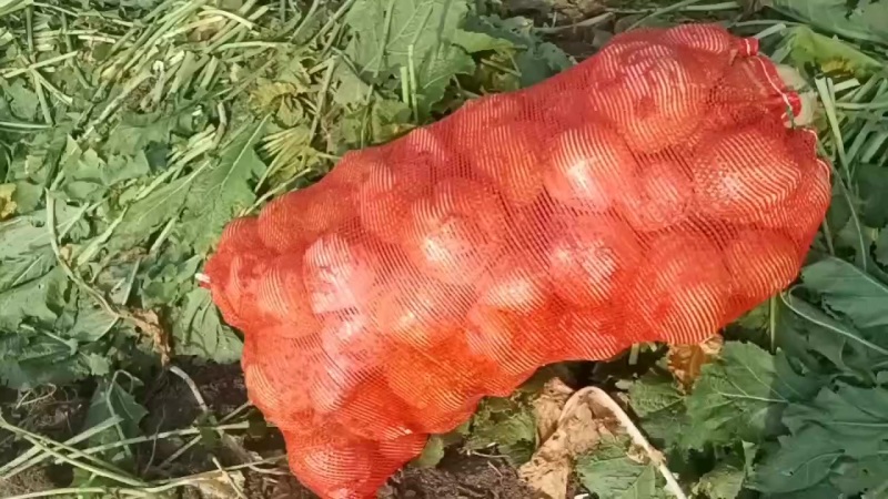 大量上市芥菜，质量好，没黑心，欢迎咨询，