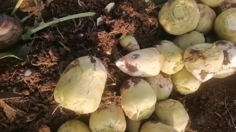 大量上市芥菜，质量好，没黑心，欢迎咨询，