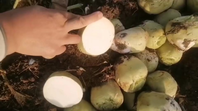 大量上市芥菜，质量好，没黑心，欢迎咨询，