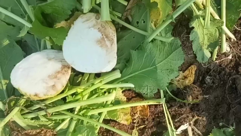 大量上市芥菜，质量好，没黑心，欢迎咨询，