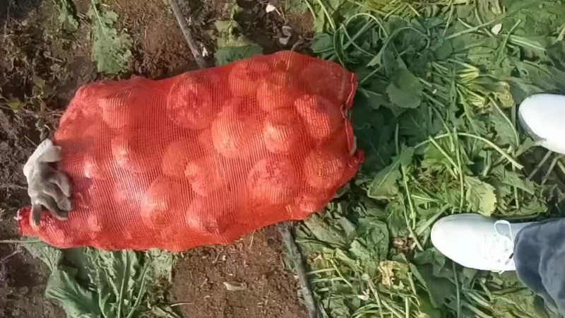 大量上市芥菜，质量好，没黑心，欢迎咨询，