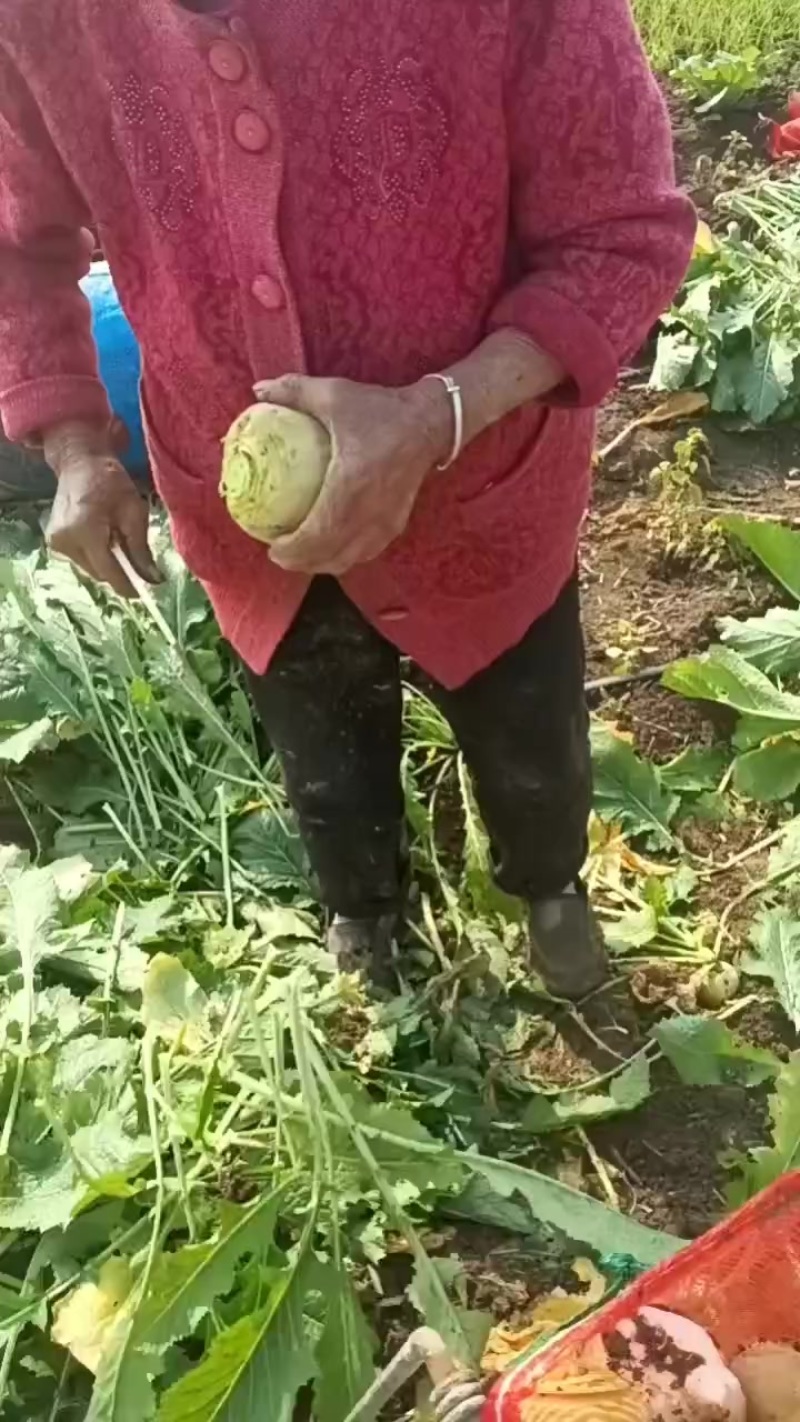大量上市芥菜，质量好，没黑心，欢迎咨询，