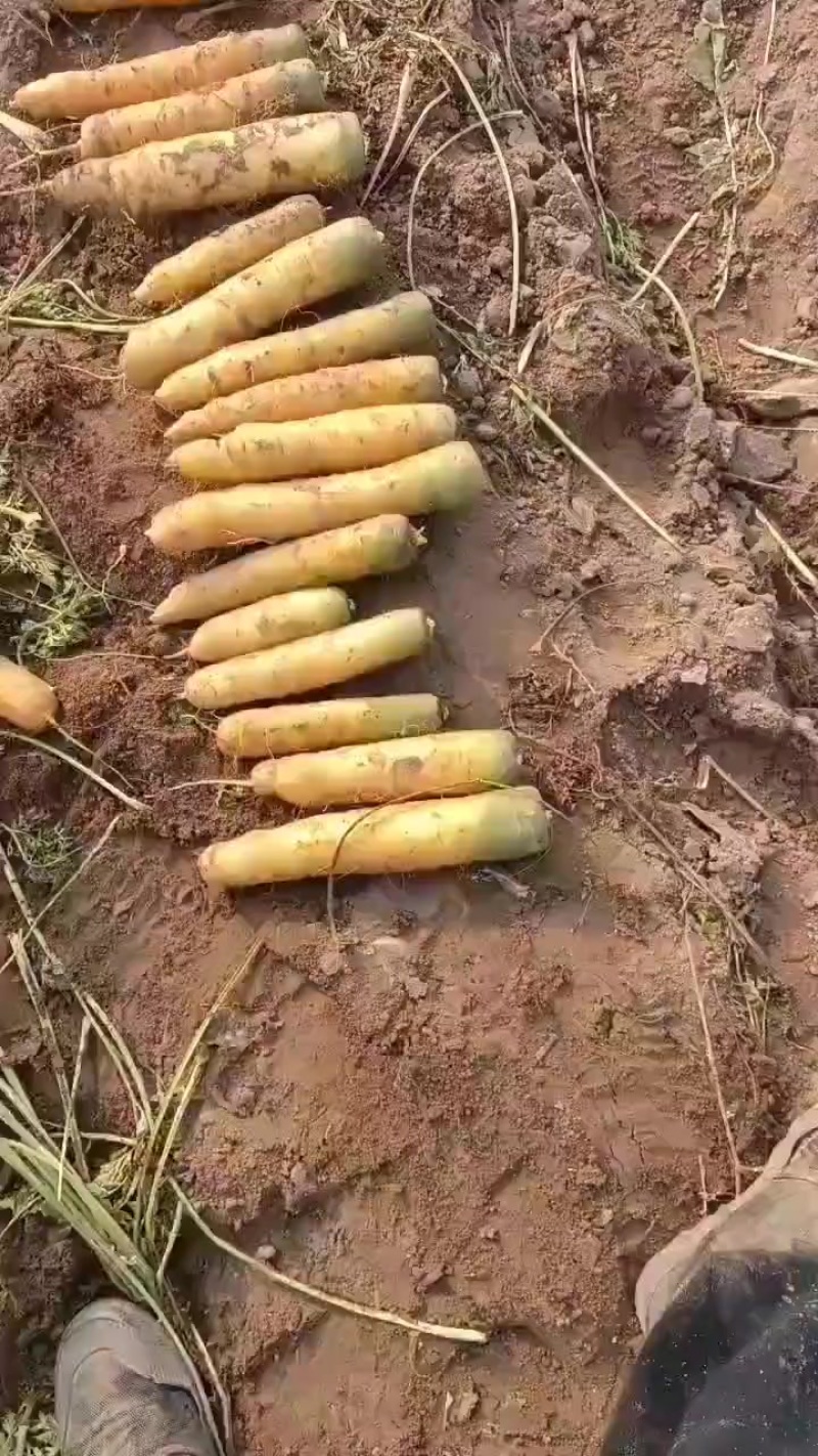 黄萝卜