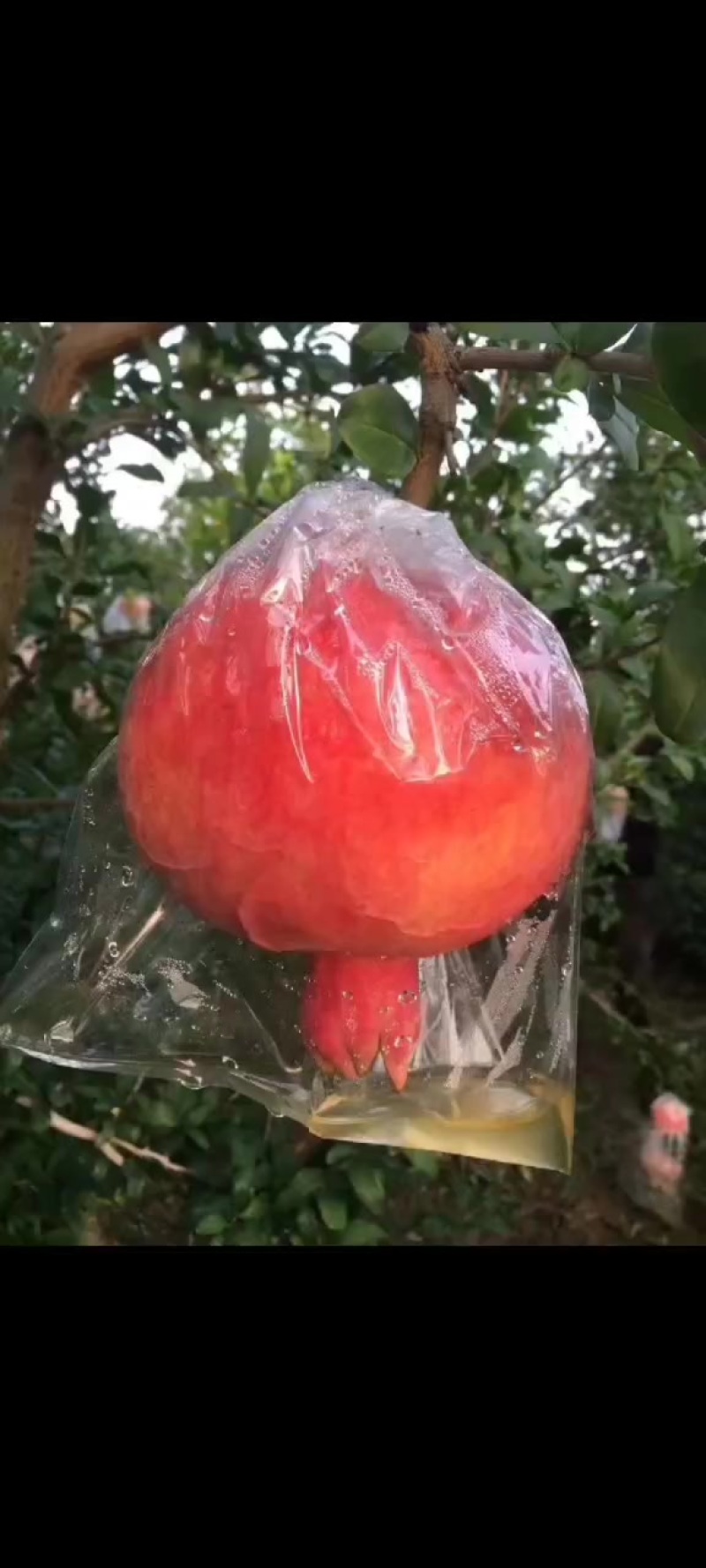 [实力商家]皮薄色度红，高原田石榴，果肉饱满，含糖量高