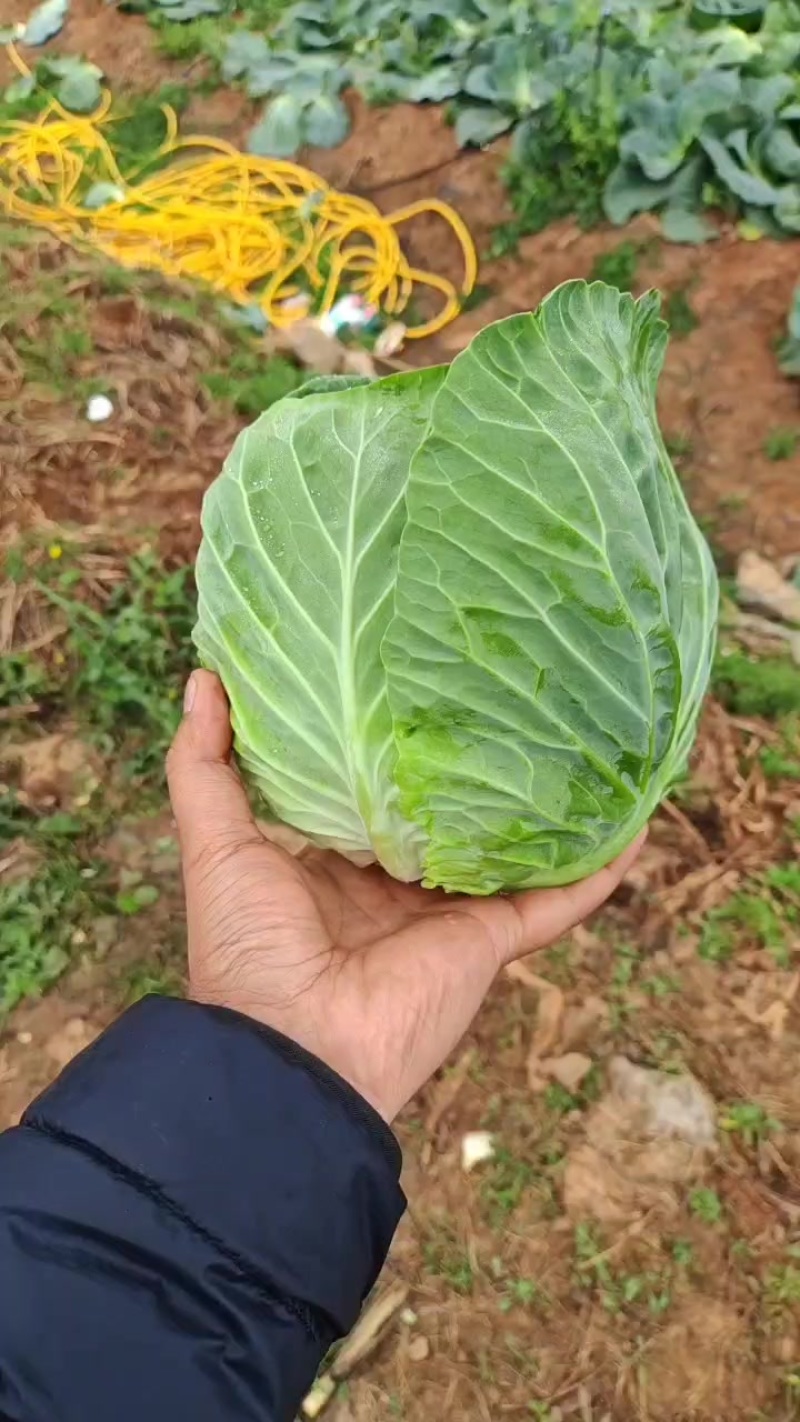 甘蓝