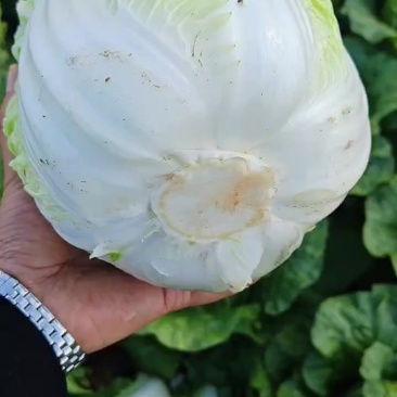 大白菜