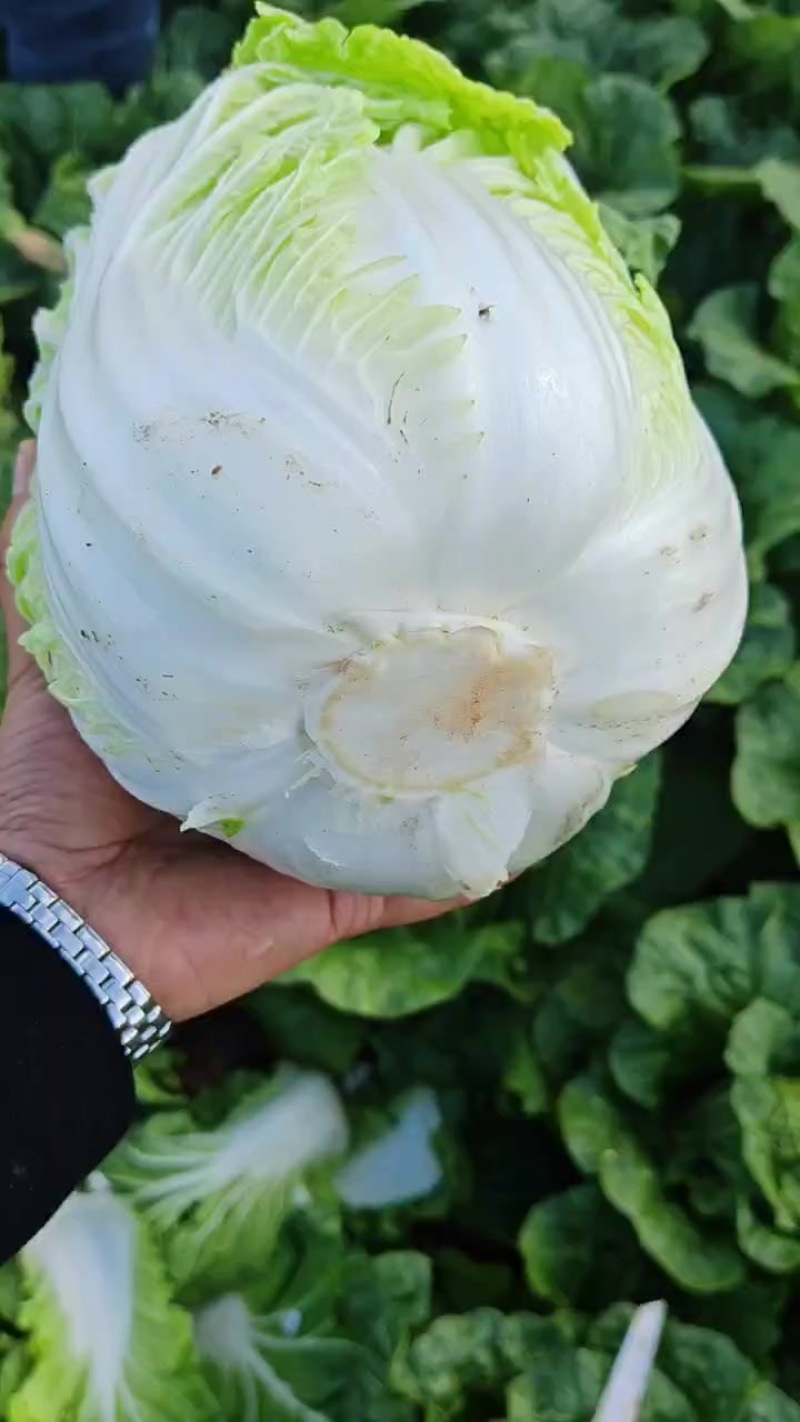 大白菜