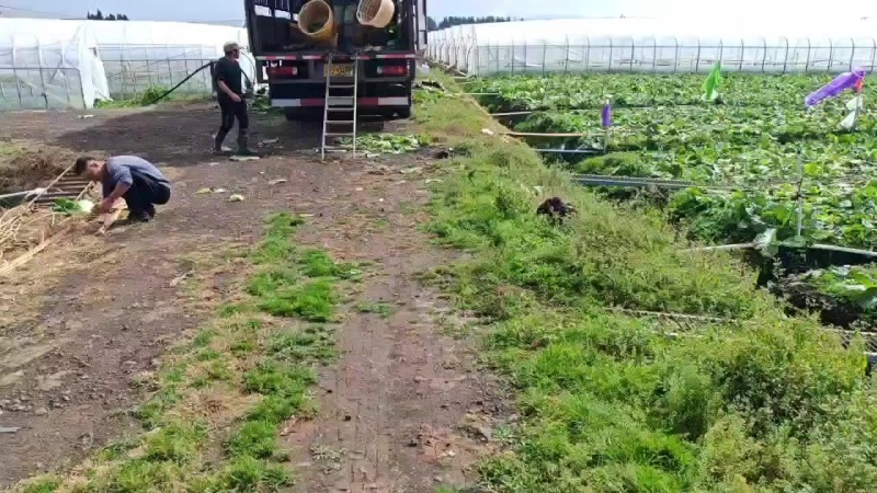 大白菜