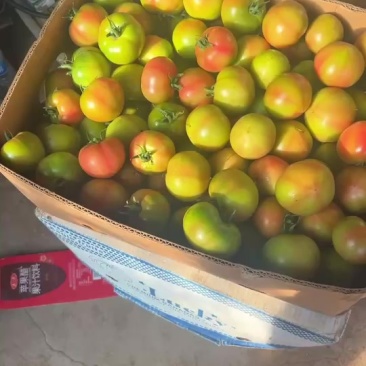 铁皮柿子，全国发货，