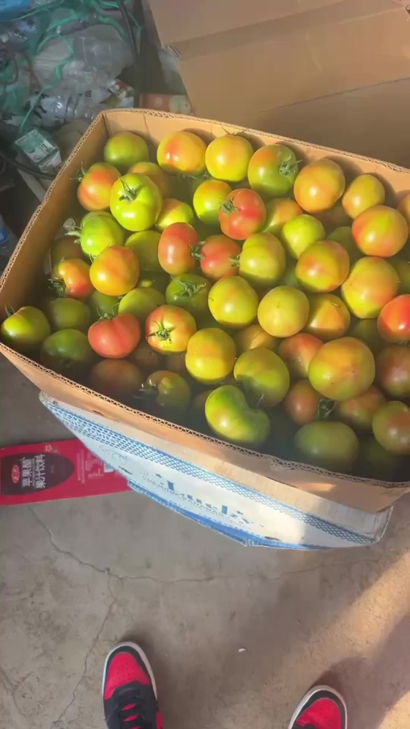 铁皮柿子，全国发货，