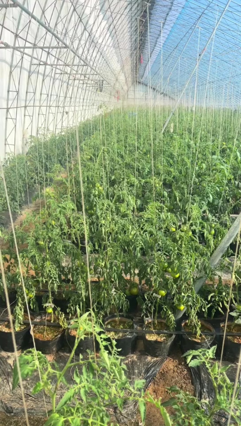 铁皮柿子，全国发货，