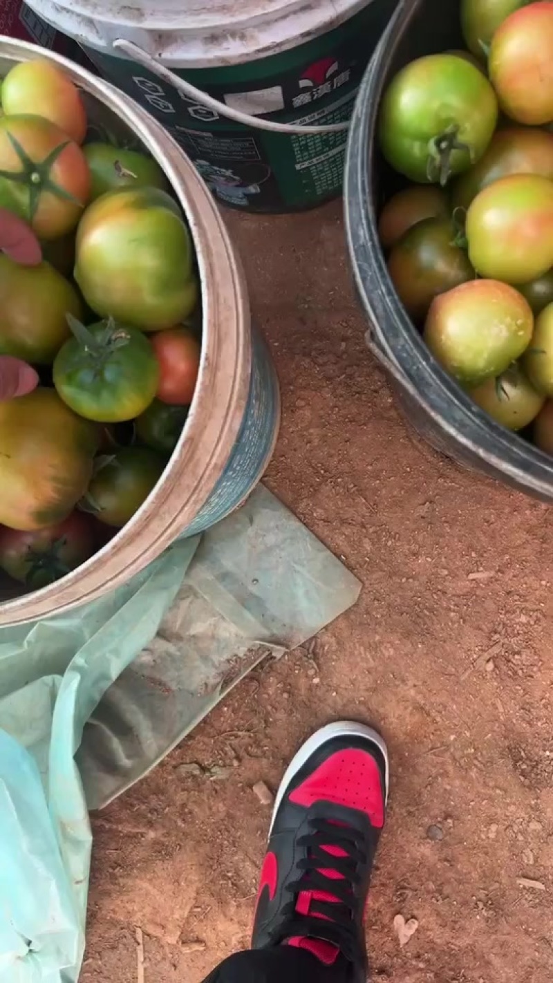 铁皮柿子，全国发货，