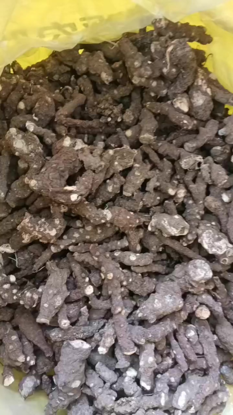 藤三七，中药材，四川干货质量保证，干度保值