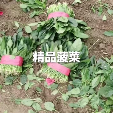 精品小叶菠菜大量供应支持各种各样规格