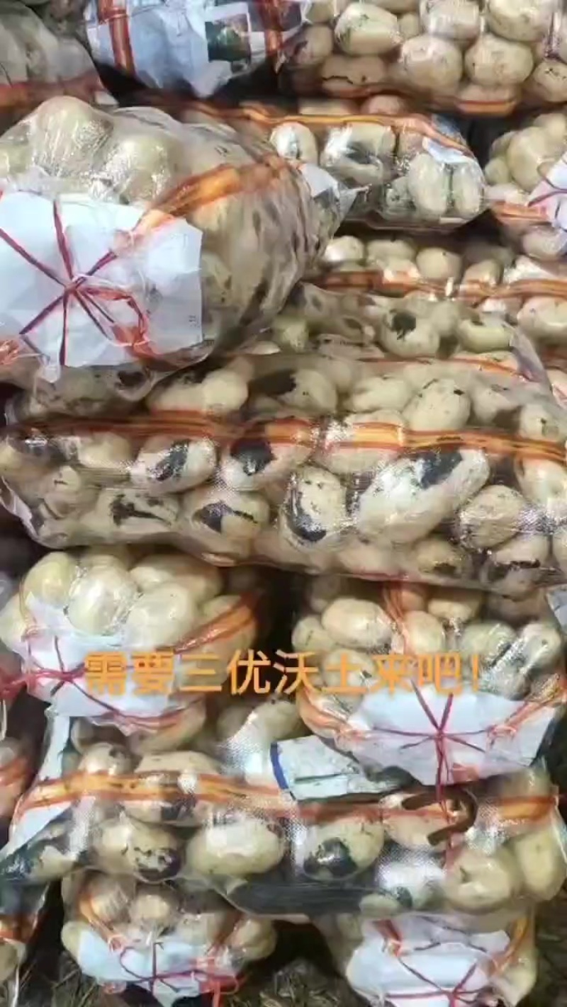 土豆
