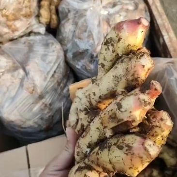 生姜
