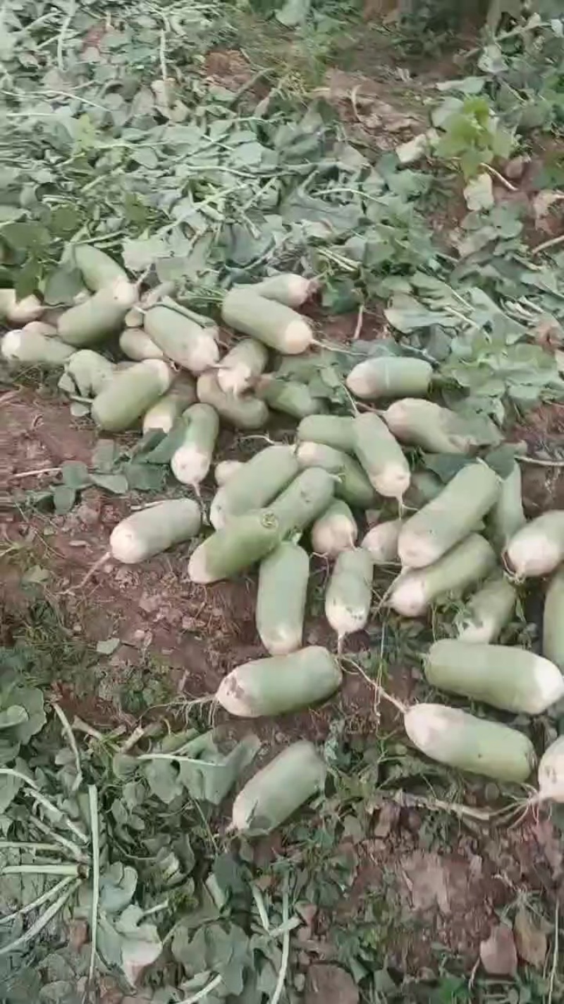 青萝卜