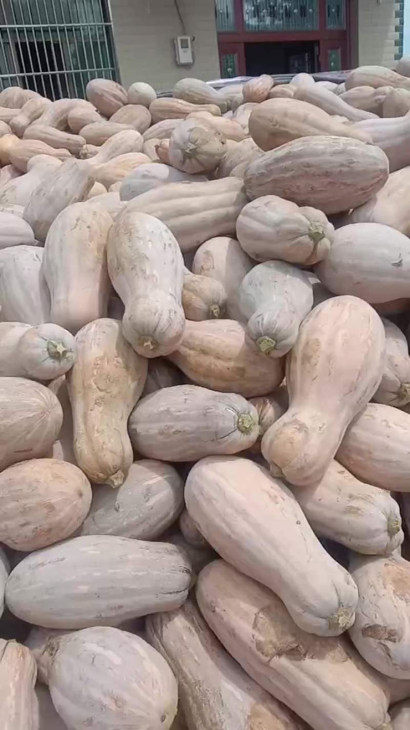 南瓜大量有货需要的朋友可以联系个头大颜色好