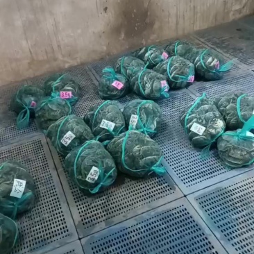 精品大闸蟹