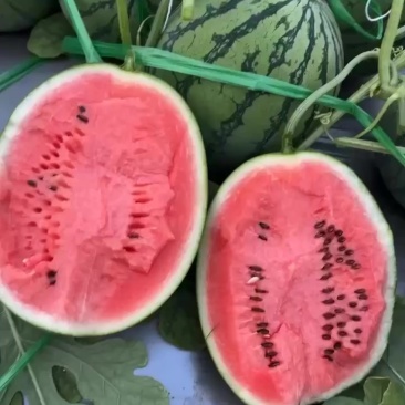 脆苓吊瓜