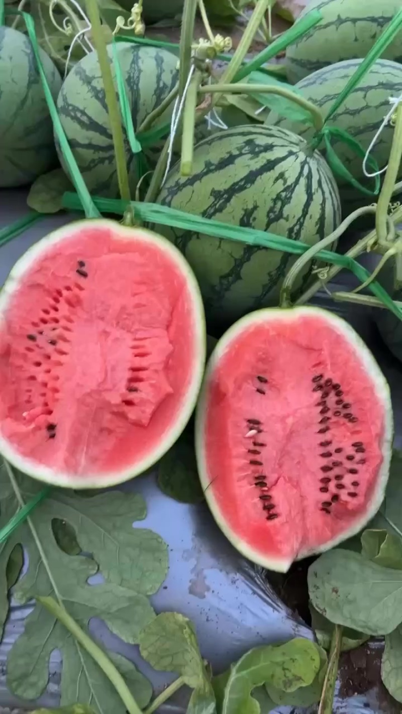 脆苓吊瓜