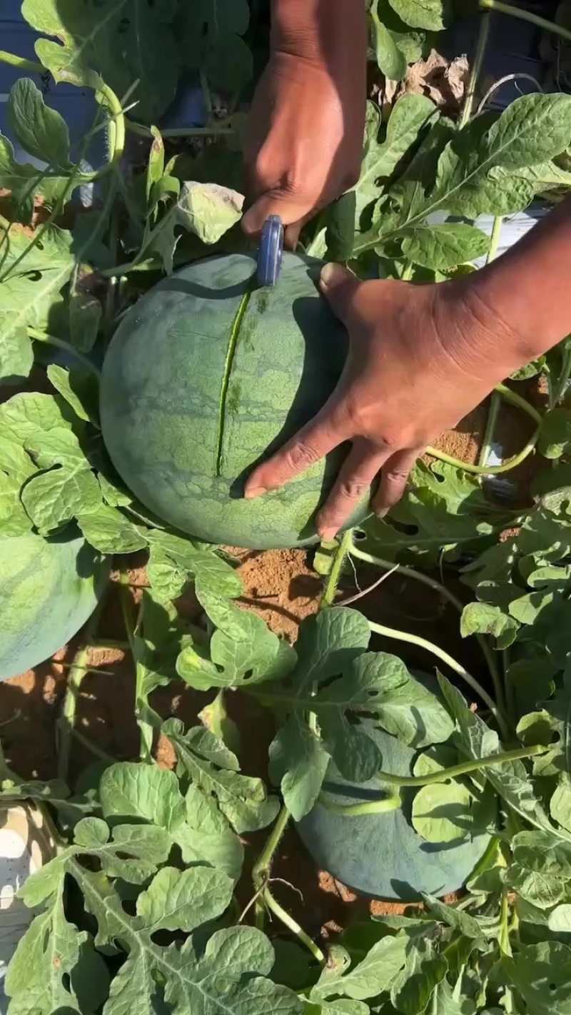 无籽西瓜