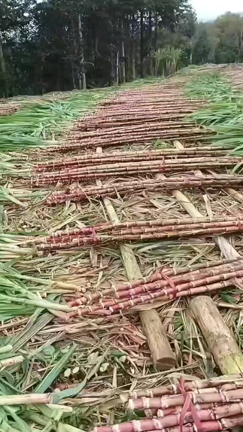 云南脆皮红皮甘蔗