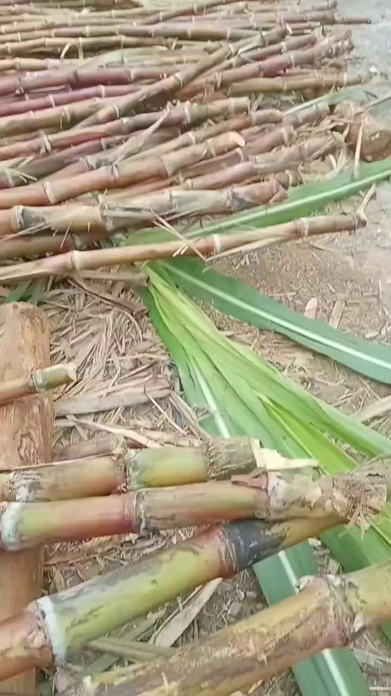 云南脆皮红皮甘蔗