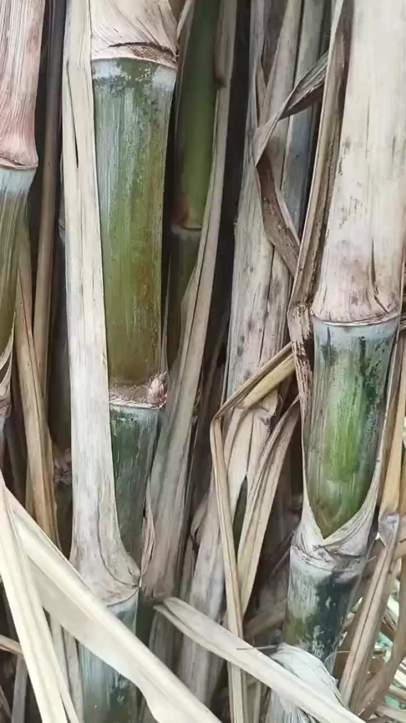 云南脆皮红皮甘蔗
