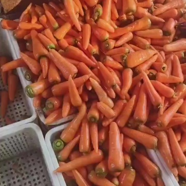 大量供应东台胡萝卜