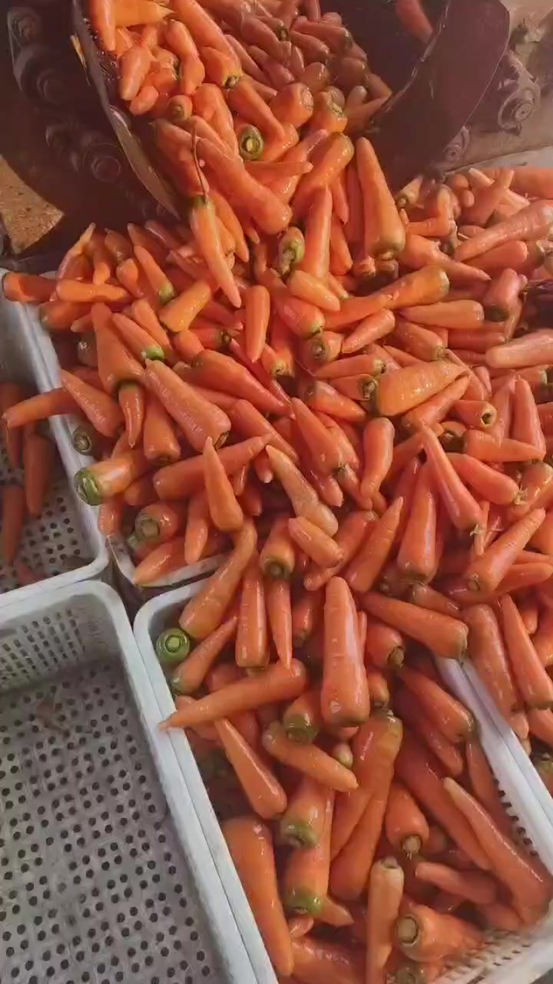 大量供应东台胡萝卜