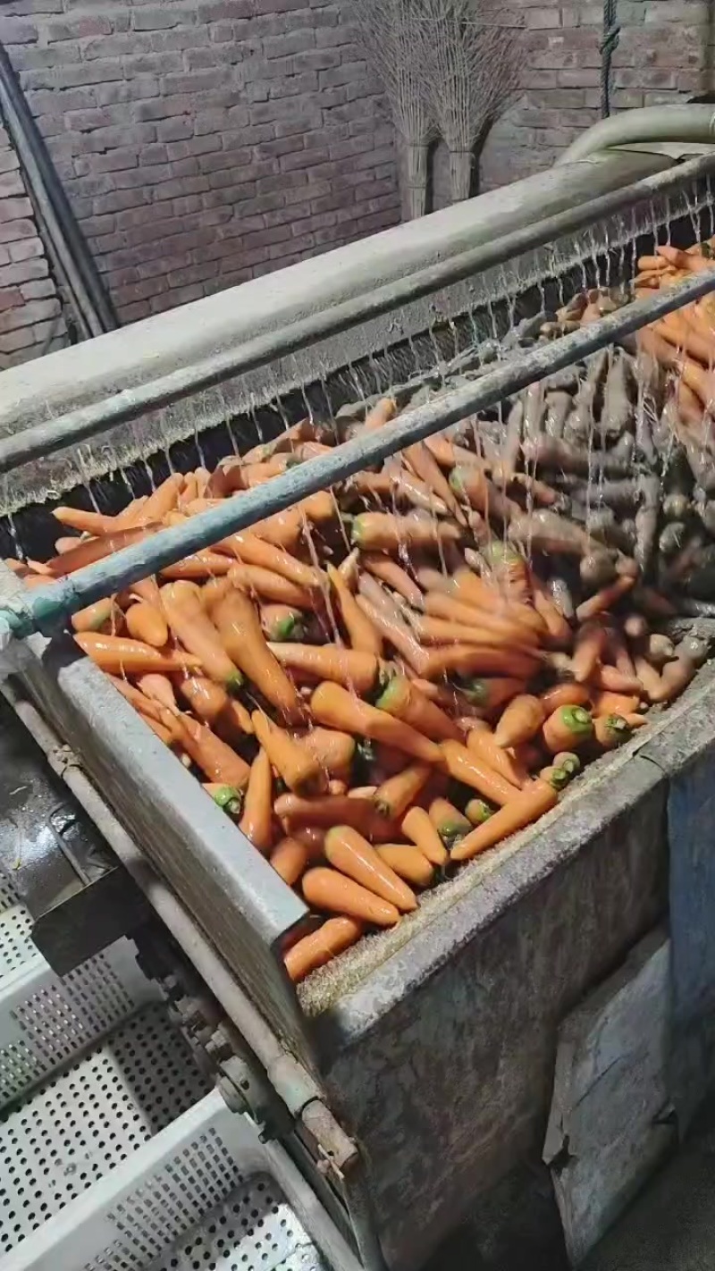 大量供应东台胡萝卜