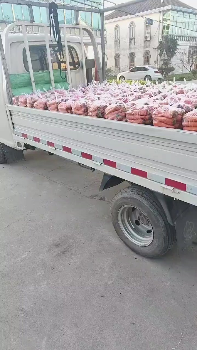 大量供应东台胡萝卜