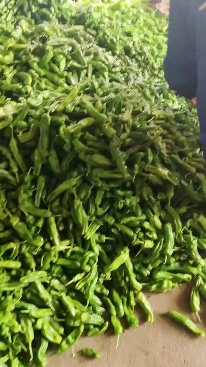 山东枣庄辣椒大量上市！